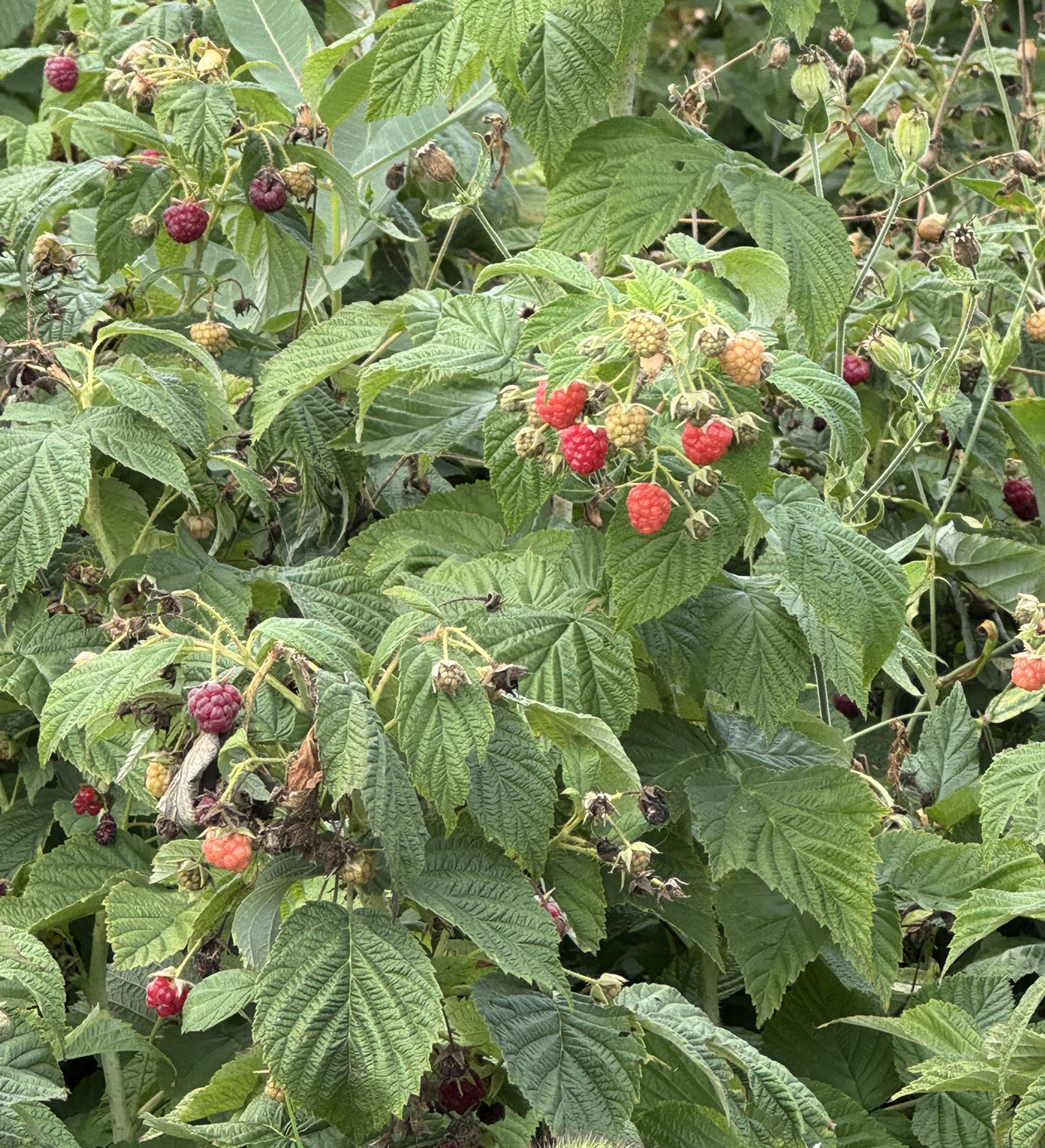A raspberry bush with clusters of berries in different stages of ripening&mdash;green, red, and deep purple&mdash;among textured green leaves.