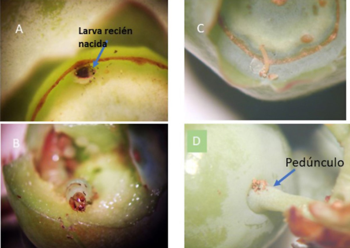 Fig. 12. Izquierda: Larva de CFW reci&eacute;n nacida entrando en el fruto por el c&aacute;liz donde entran siempre (A y B). Derecha: Los gusanos del CBFW eclosionan en el c&aacute;liz, salen y entran cerca del ped&uacute;nculo del frutito donde se observa el excremento que deja la larva (C y D).