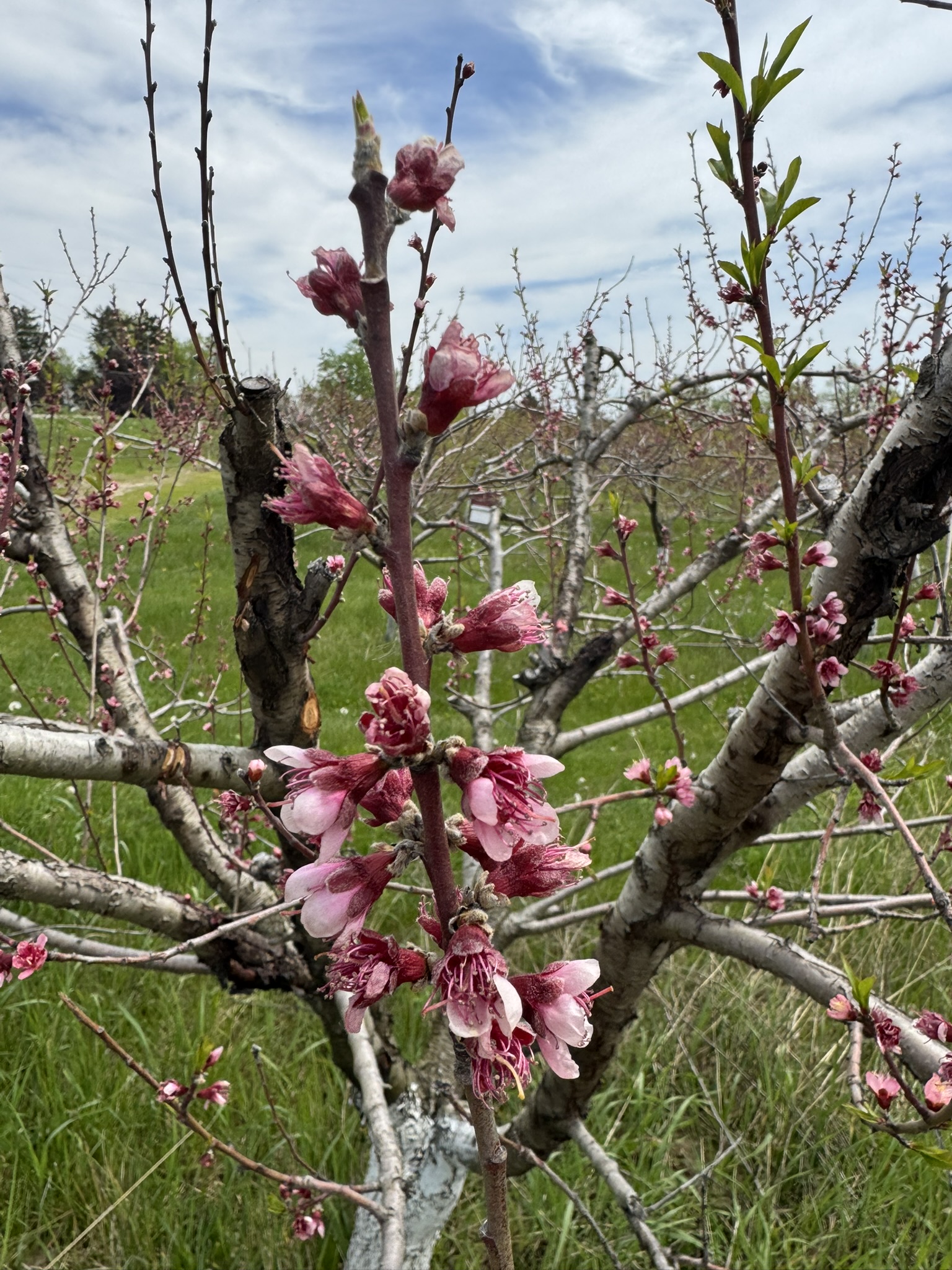 Peach_Spicers_May12_2025.JPEG