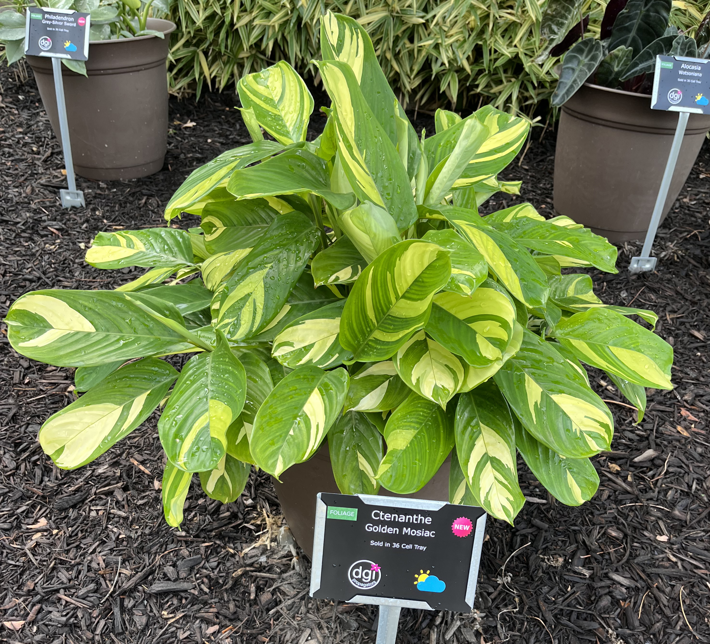 A lush potted plant of Ctenanthe &lsquo;Golden Mosaic&rsquo; with broad green leaves marked by bright yellow variegation. The plant is displayed outdoors with a plant label in front.