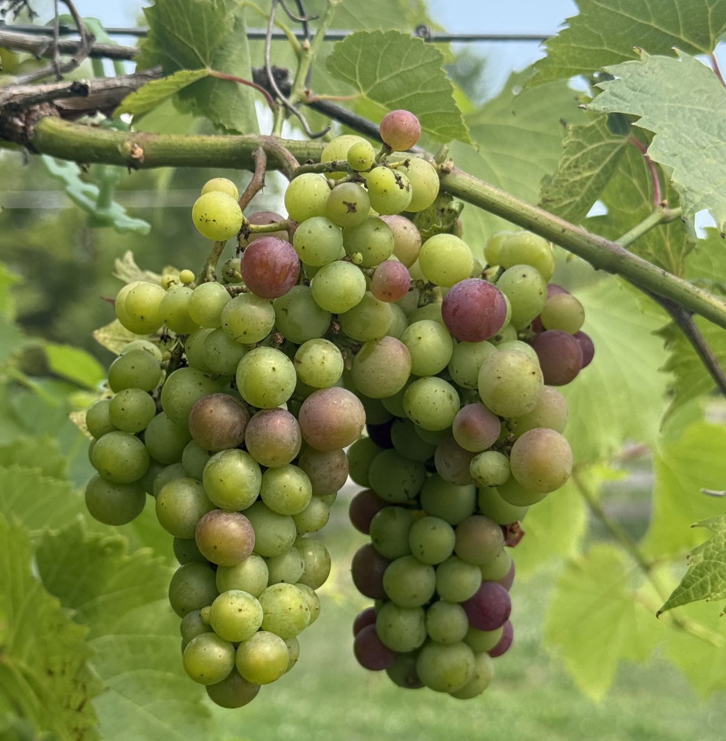 Marquette grapes at veraison.