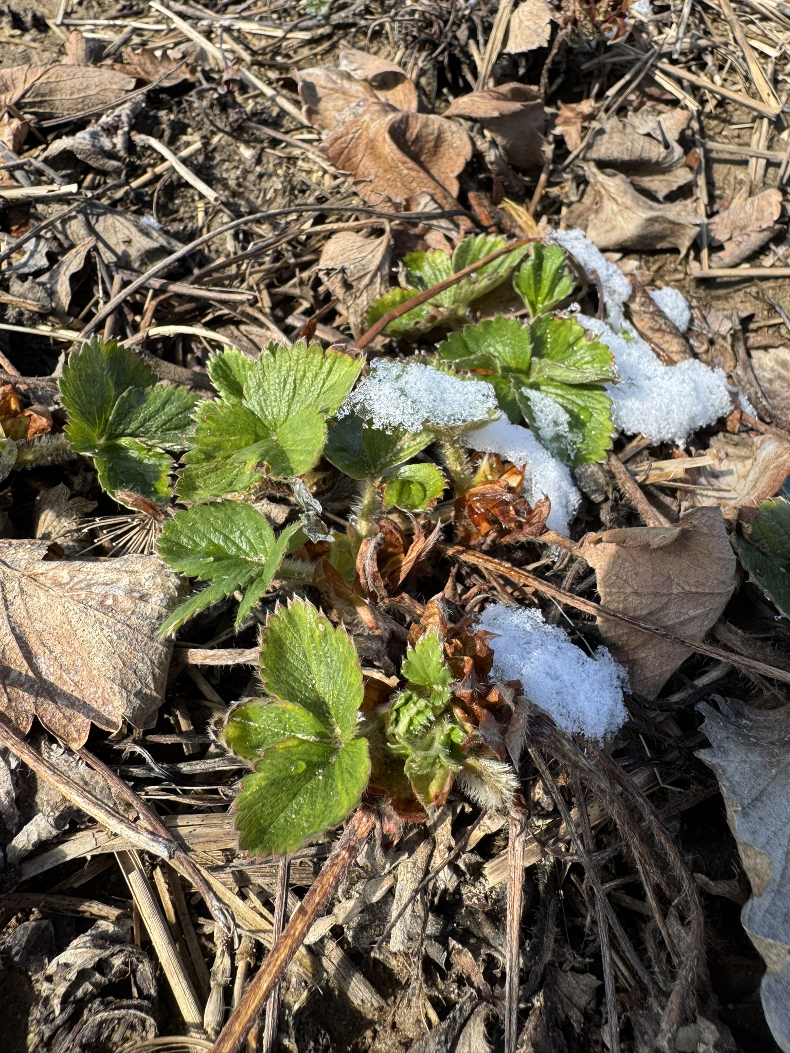 Strawberry_Spicers_April7_2026.JPEG