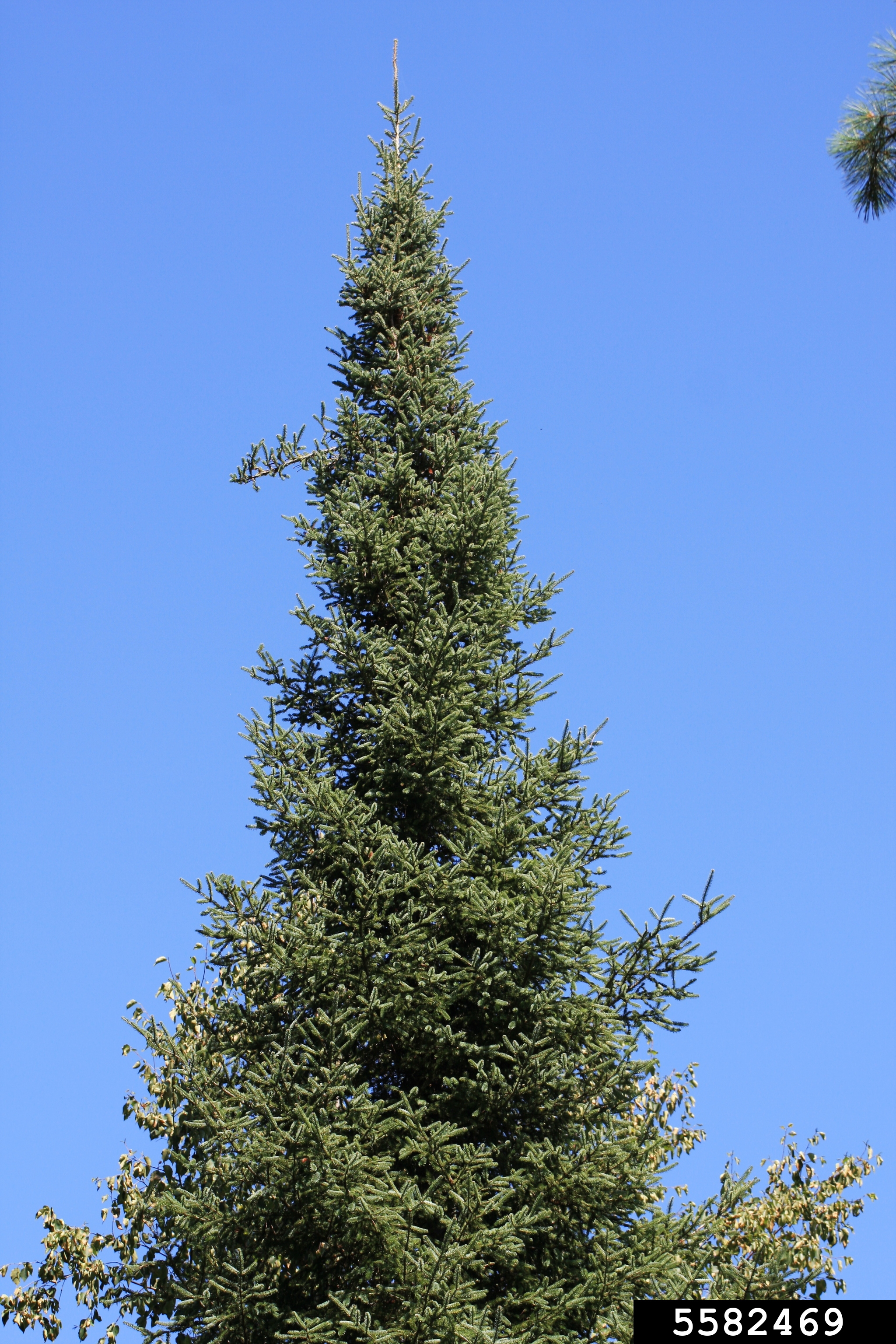 A Balsam fir tree.
