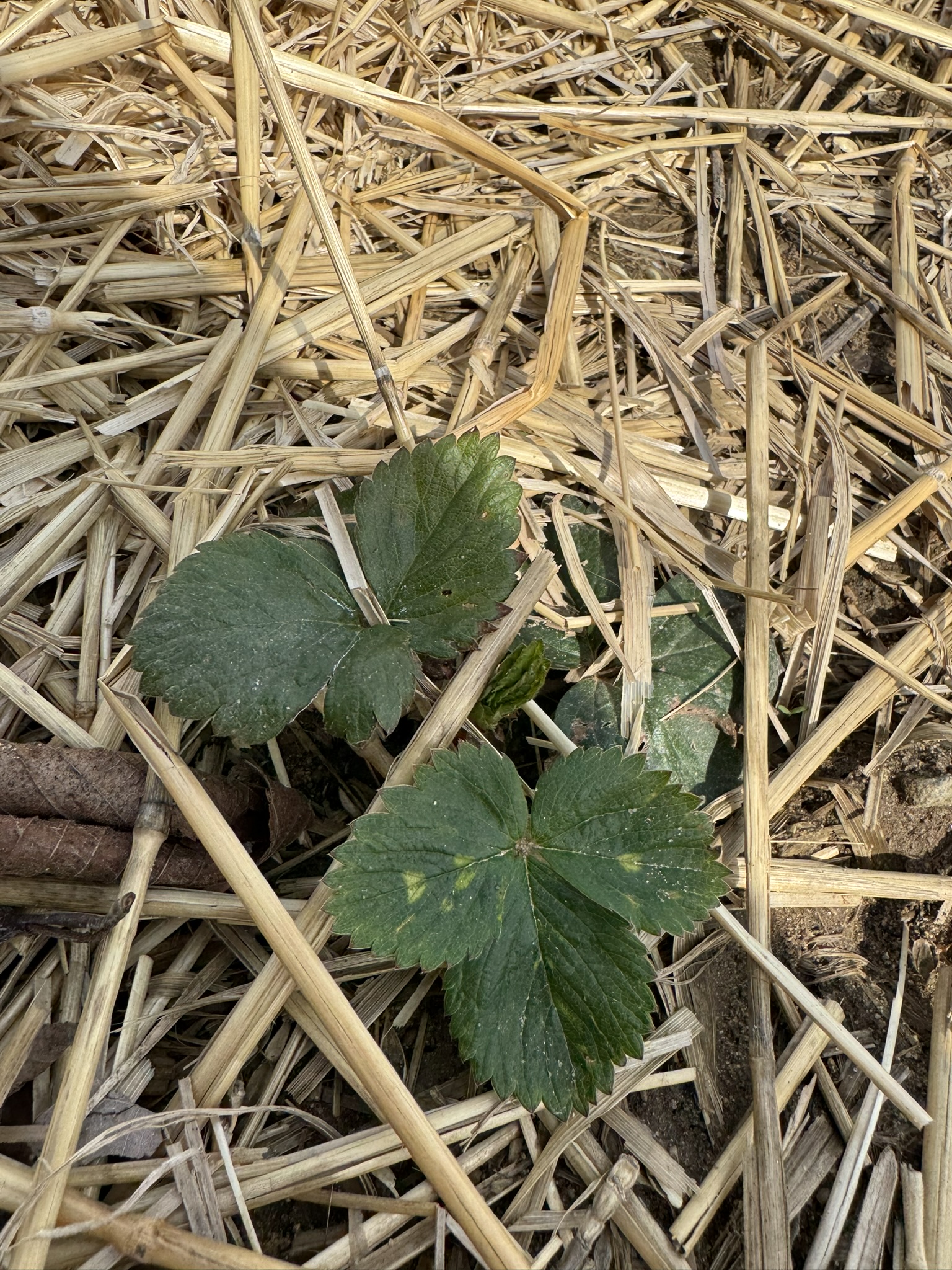 Strawberry_Verellen_April_13_2026.JPEG