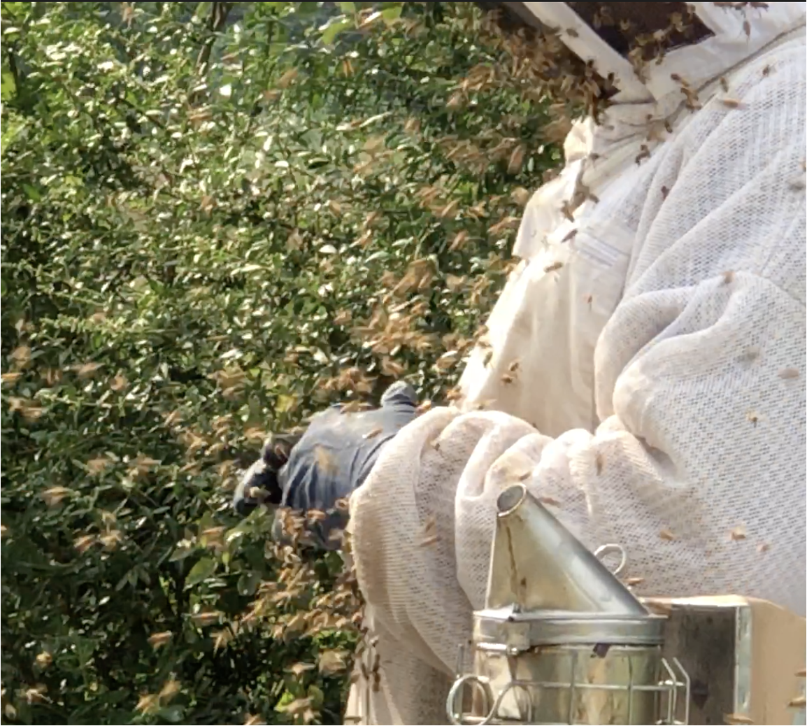 Many honey bees near a beekeeper&rsquo;s glove and veil.
