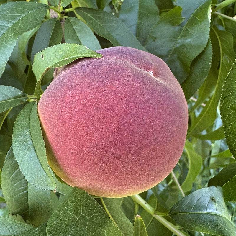 A ripe, orange-red peach. 