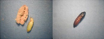 Fig. 10. Izquierda, Pupa del CBFW con el hibern&aacute;culo (envoltura o capullos donde se encierra la larva para pupar). Derecha, la pupa del CFW. La larva pupa dentro de una cavidad en la corteza del arbusto y la sella con una tela de seda.