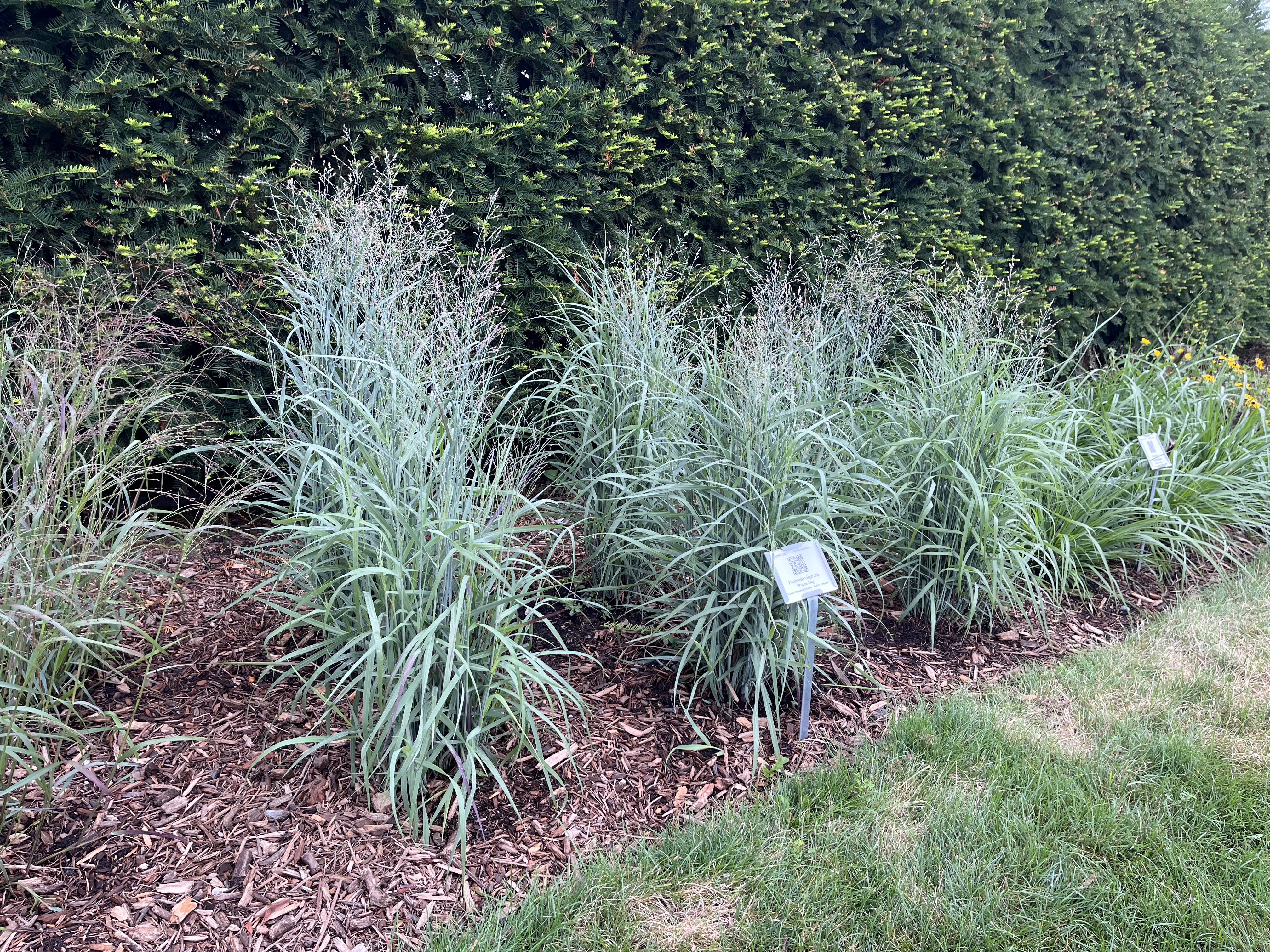 A row of ornamental grasses with narrow blue-green leaves, planted in mulch beds in front of a dark evergreen hedge, each with plant identification signs.