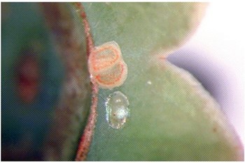 Arriba, huevo del CBFW, note la superficie rugosa y la coloraci&oacute;n naranja 24 a 48 horas despu&eacute;s de ser ovipos- itado. Abajo, el huevo del CFW en el c&aacute;liz de una frutita de ar&aacute;ndano. Note la superficie lisa y brillante y el contorno bien delimitado.