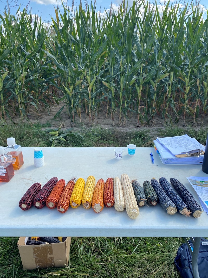CornInField.jpeg