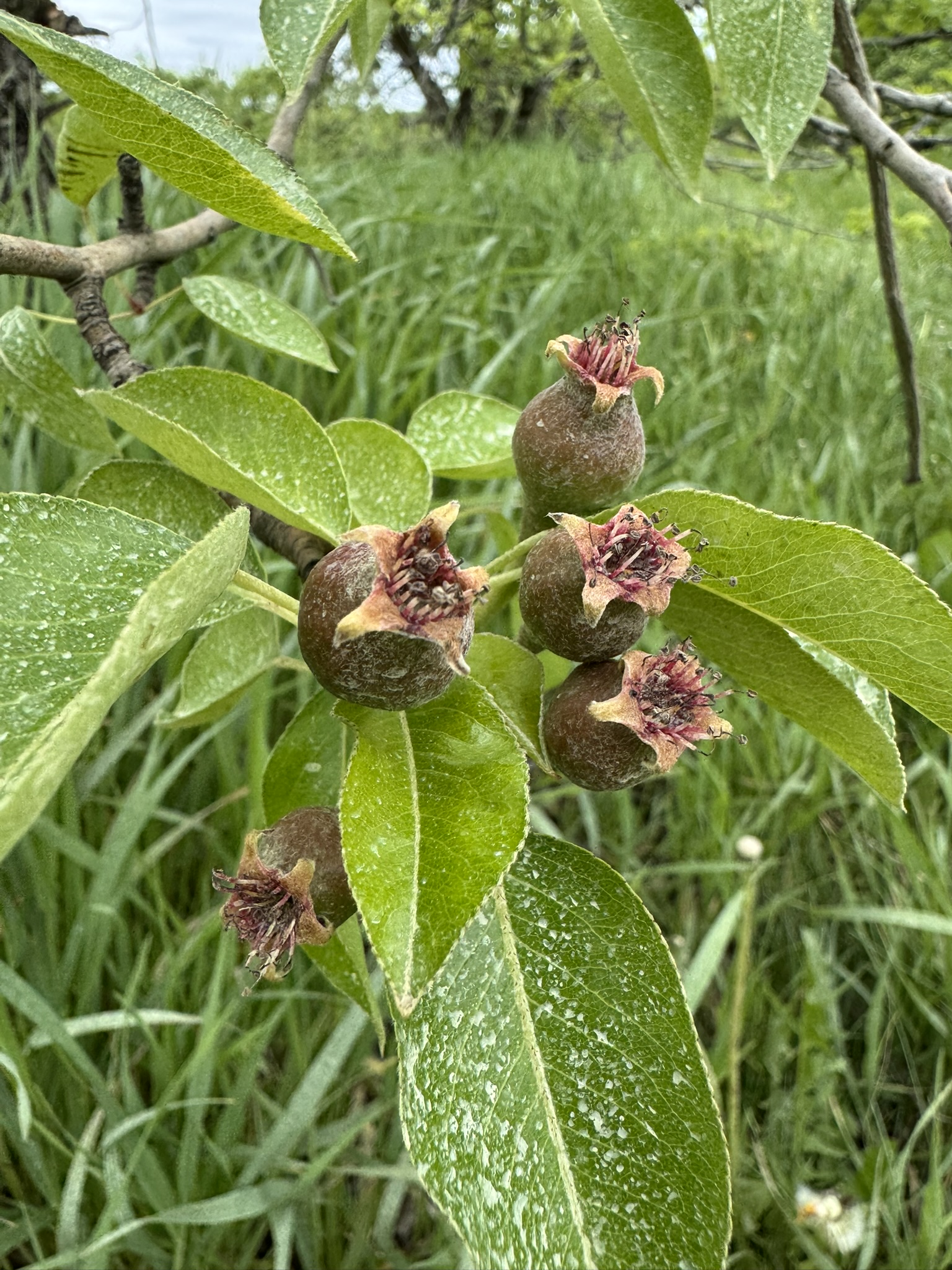 Pear_Spicers_May19_2025.JPEG