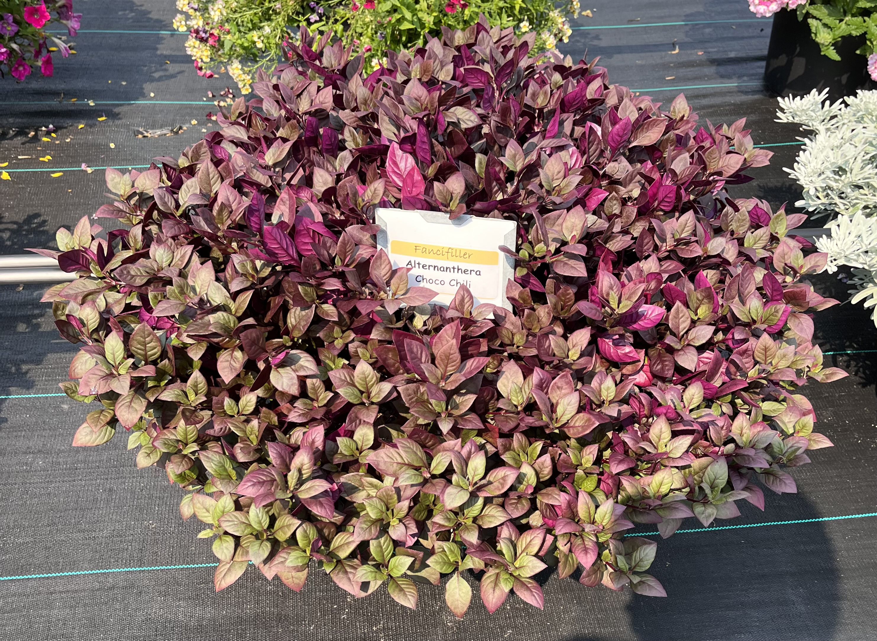 Container of Alternanthera &lsquo;Choco Chili&rsquo; with a dense mound of foliage in shades of burgundy, purple, and green.