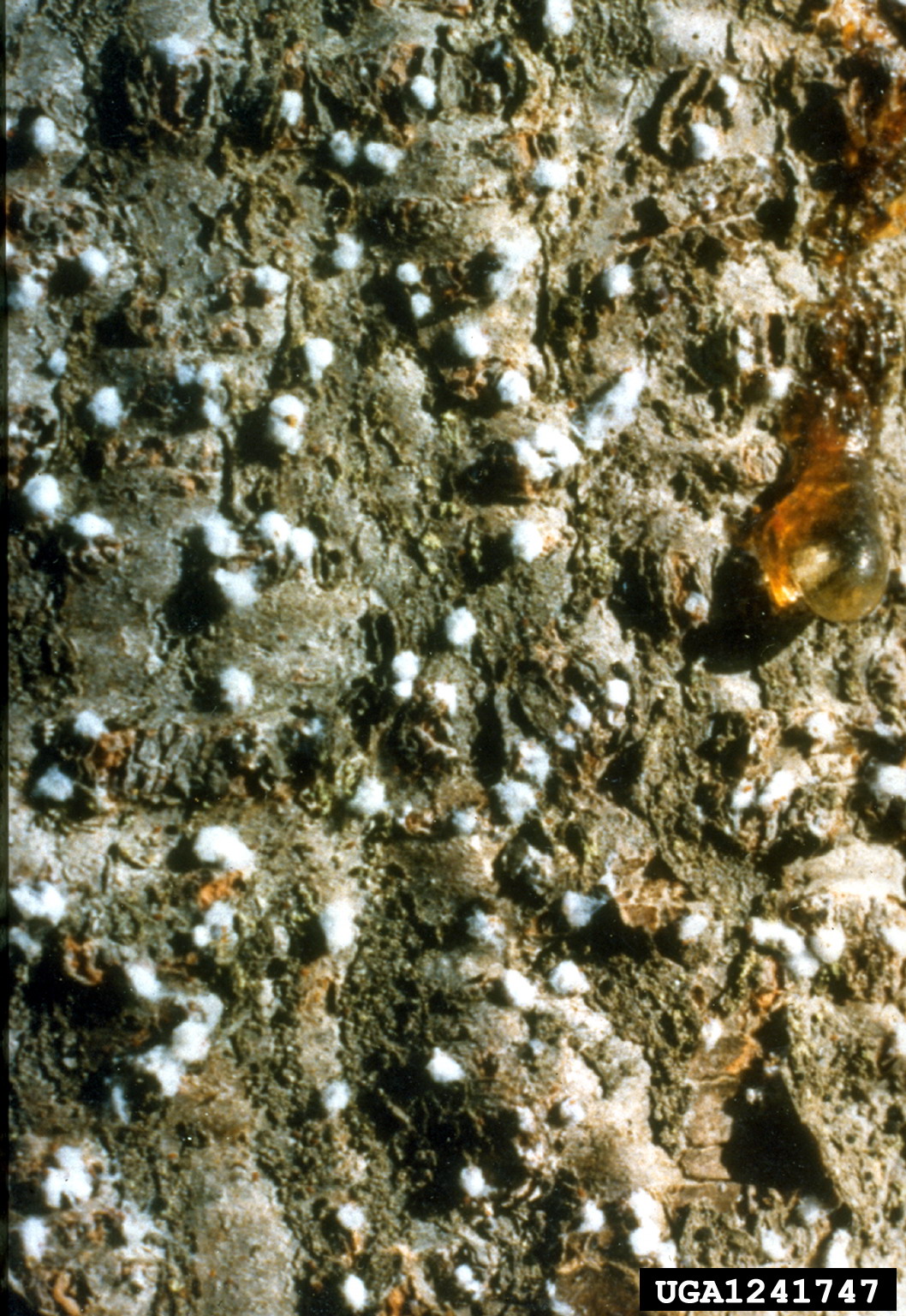 Females BWA on bark.
