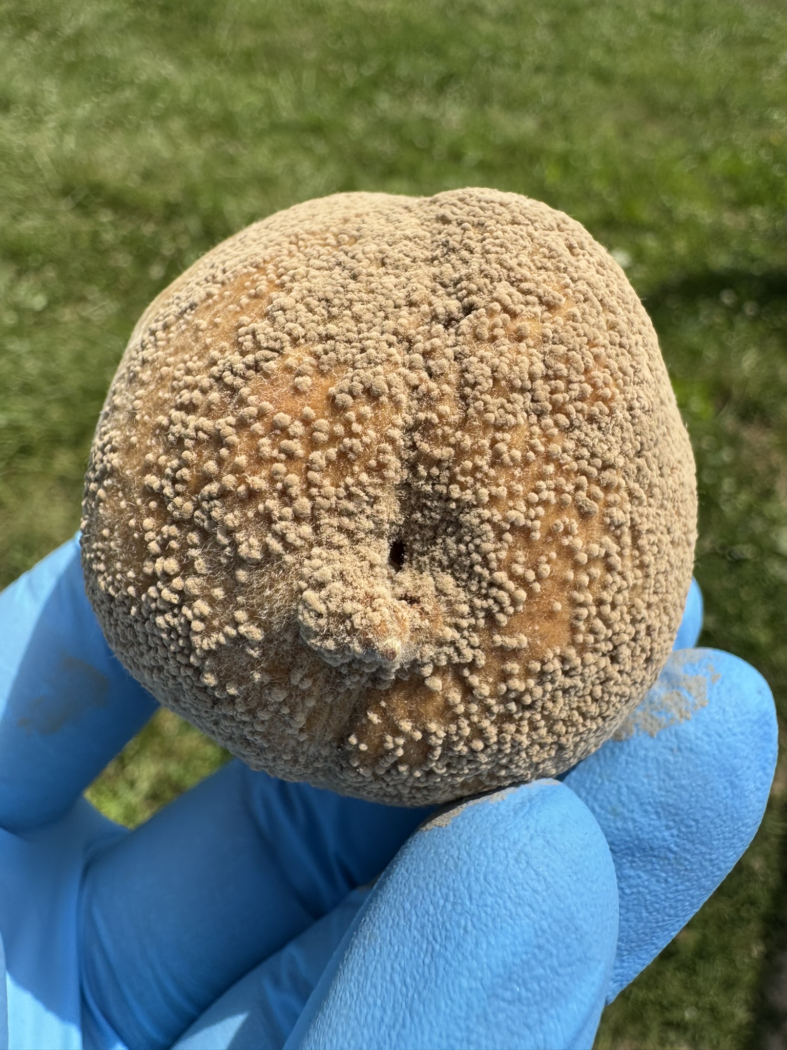 A really gross-looking peach. 