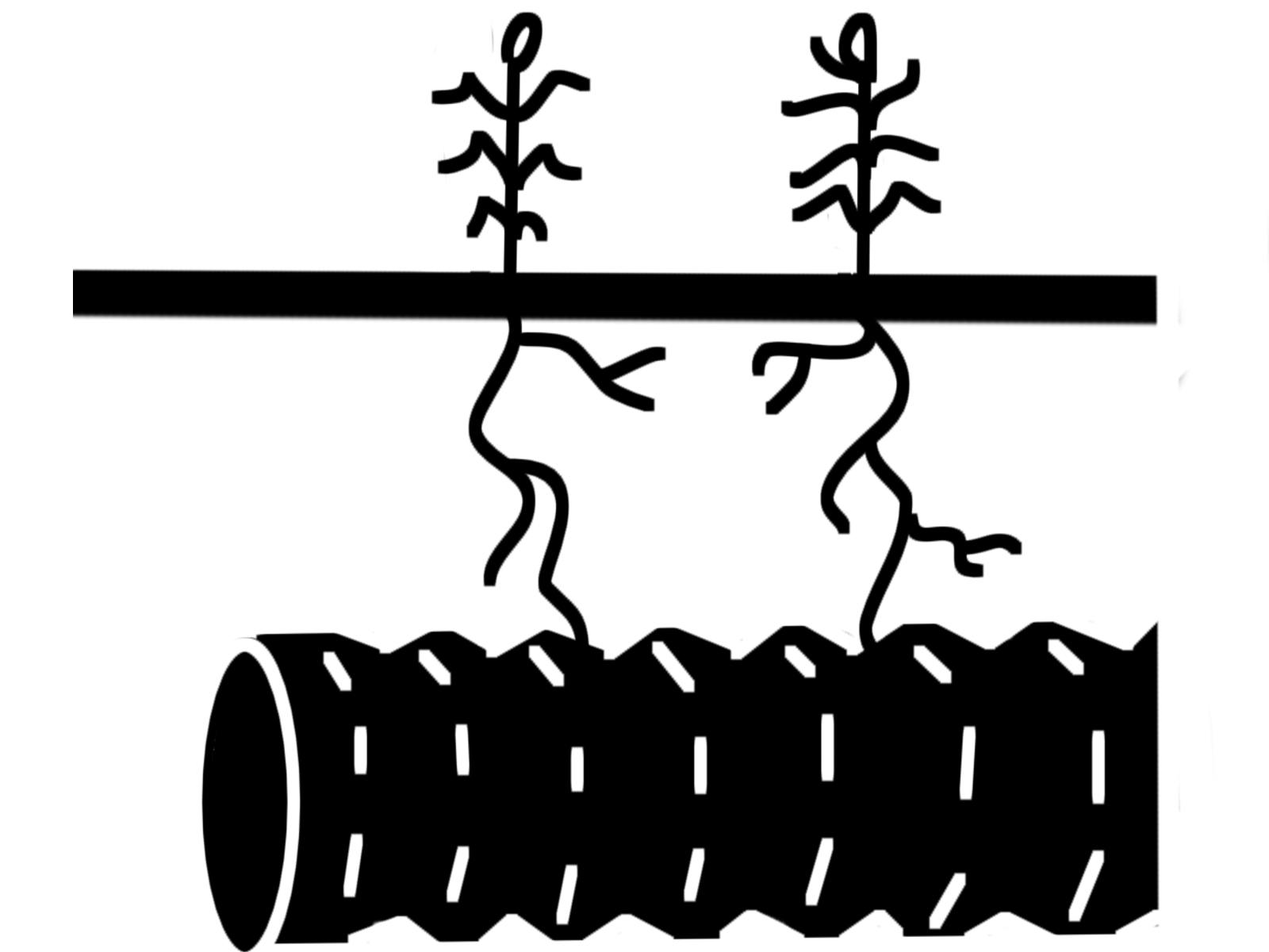 Icon of roots