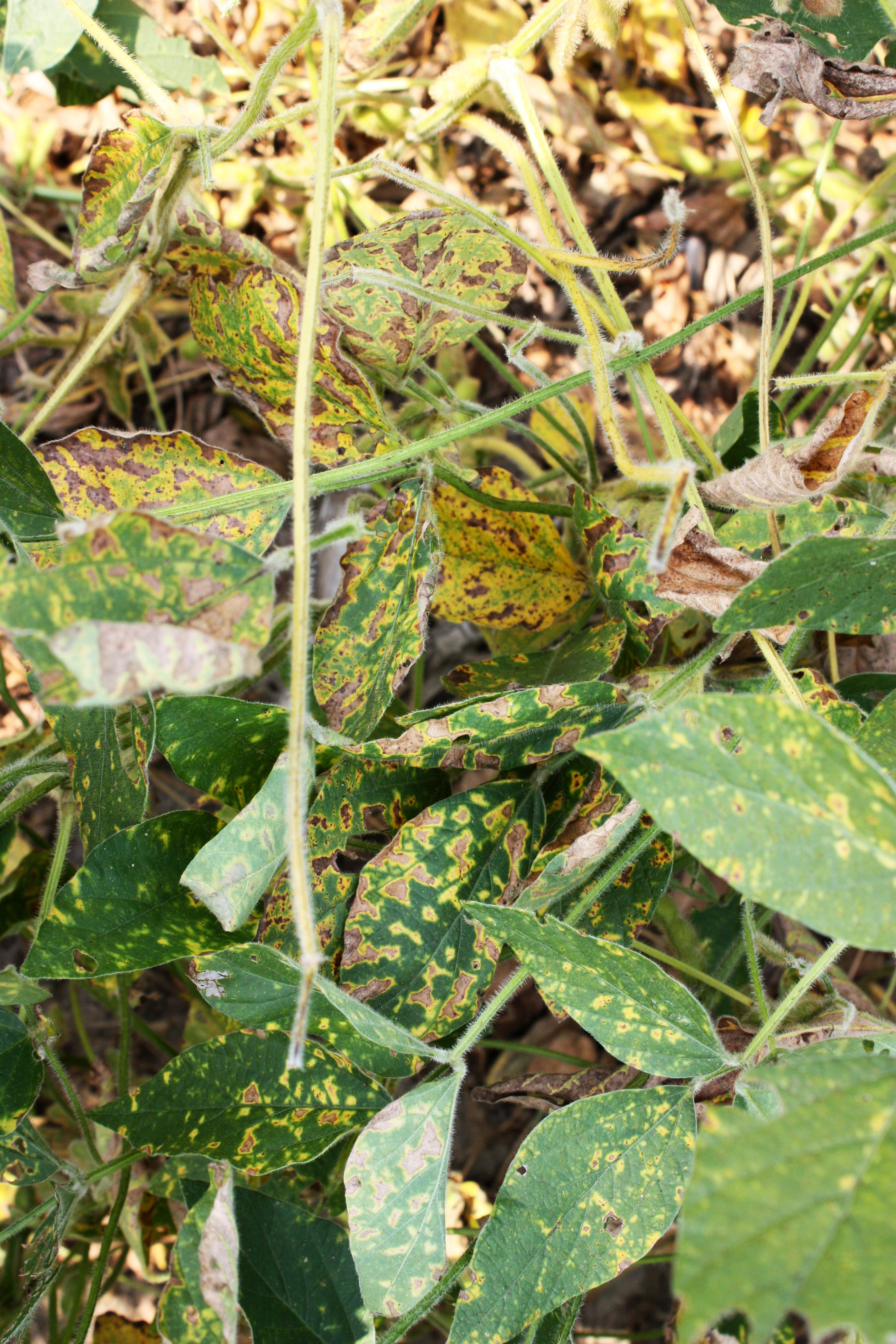 SDS_leaves