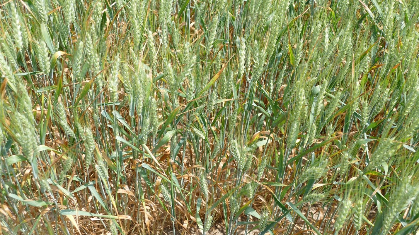 Lower leaves &ldquo;firing&rdquo; in drought-stressed wheat.