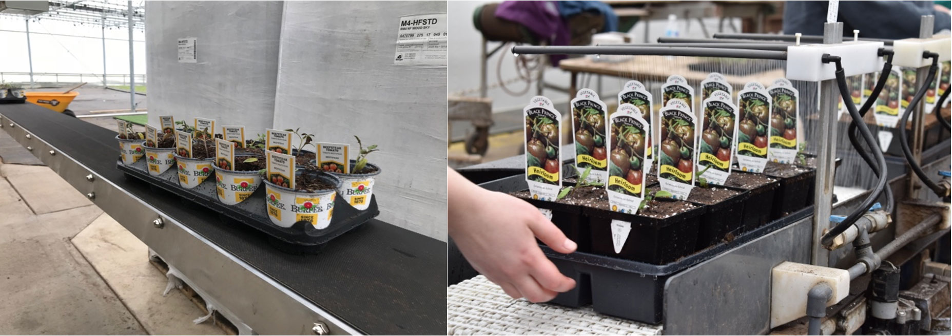 Conveyor belts