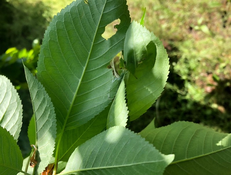 Obliquebanded leafroller hidden