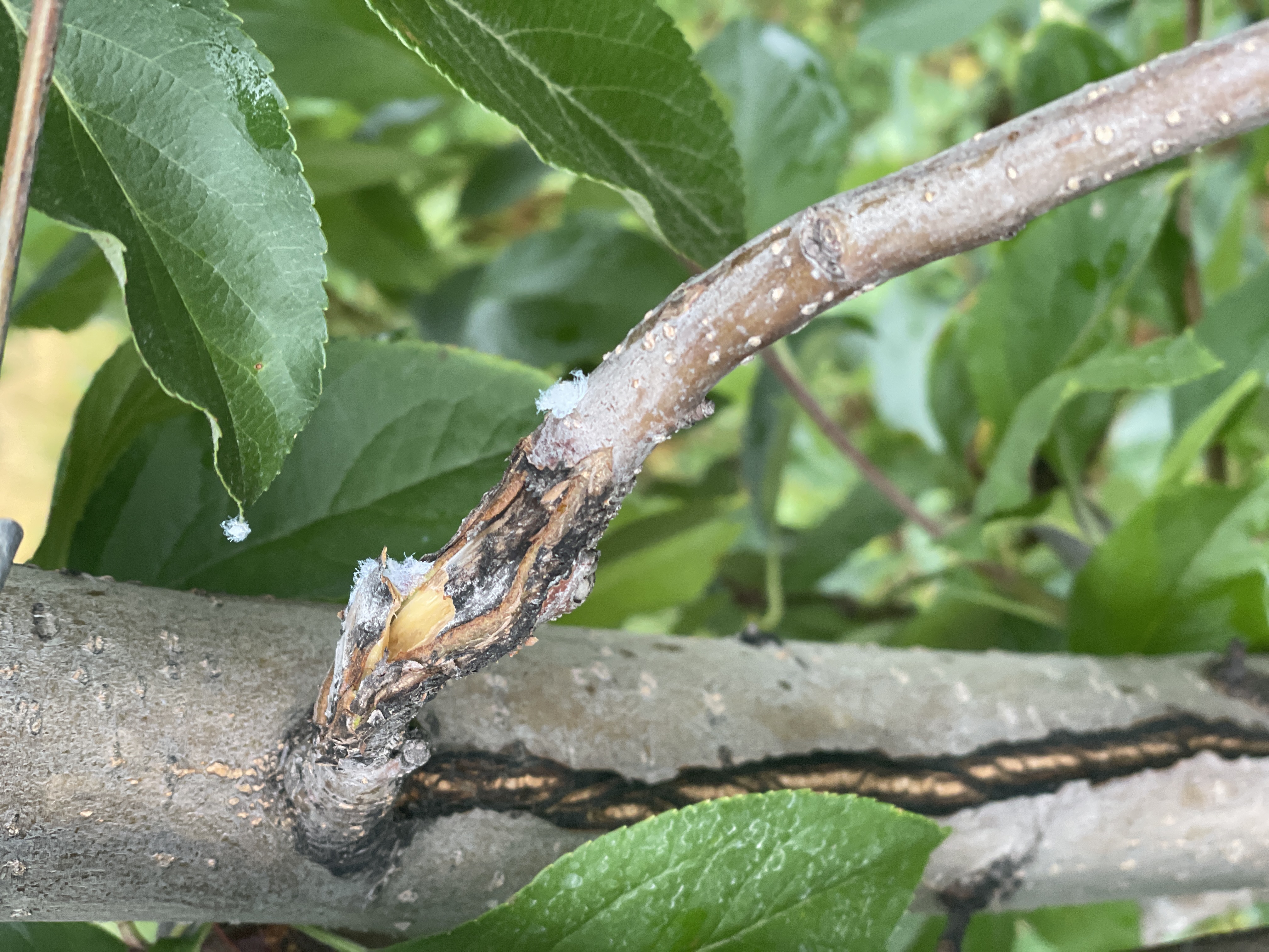Woolly apple aphids