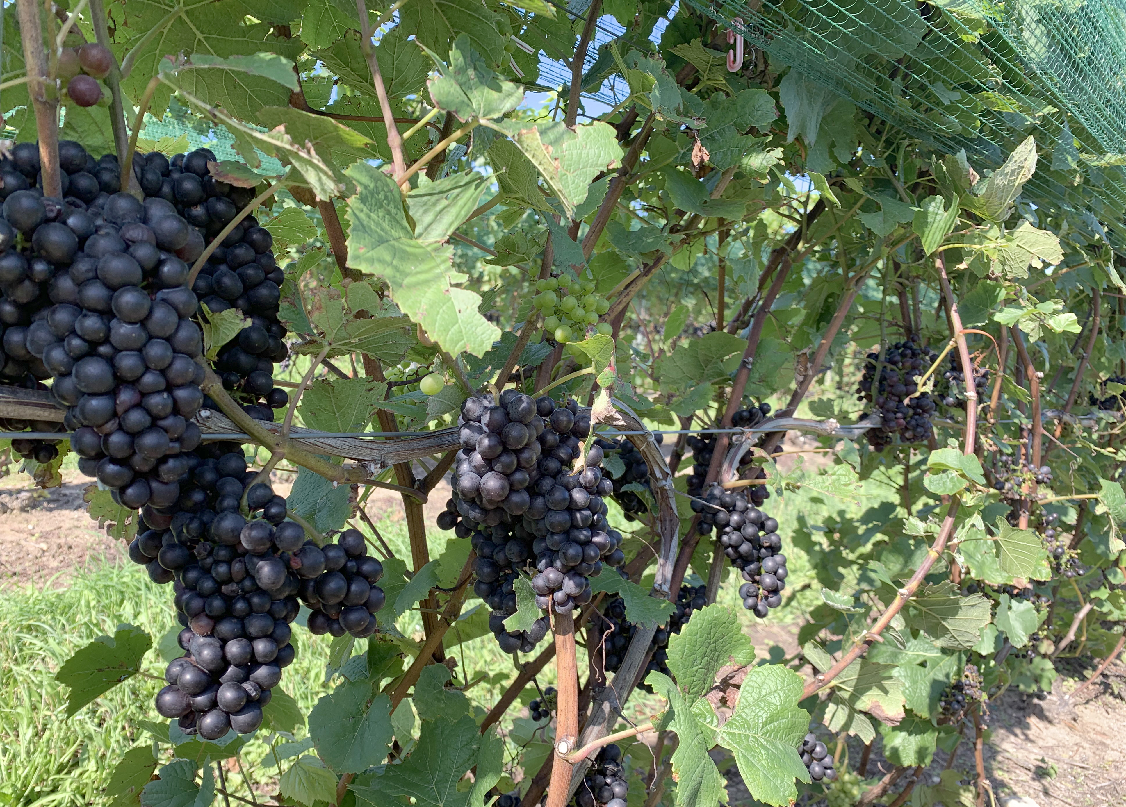 &lsquo;Pinot Noir&rsquo; 