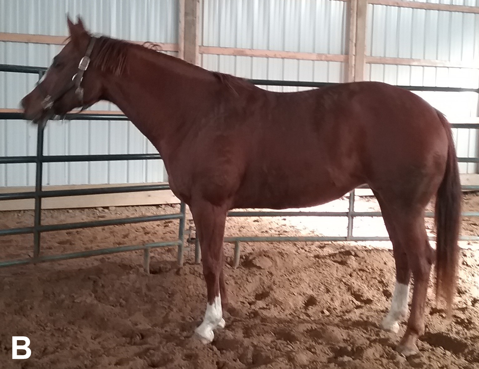 Horse "B"