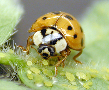A Multicolored Asian Lady Beetle adult on a leaf.