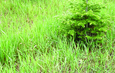 quackgrass patch