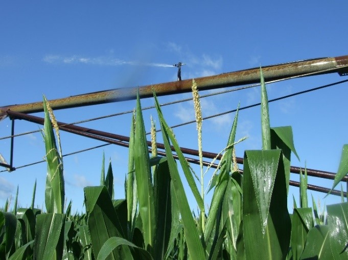 Irrigator