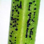 Fruiting bodies