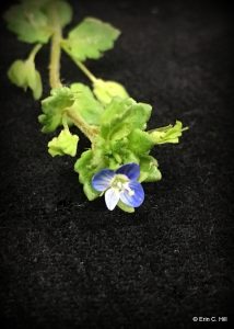 The photo is of a corn speedwell flower.  The flowers are pale blue to white.  