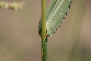 Barnyardgrass stem illustrating the absent ligule.