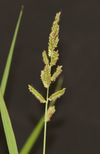 Barnyardgrass seedhead that consists of several coarse, thick branches that occur in an upright terminal panicle. 