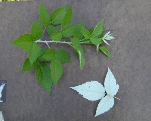 The underside of a bramble leaf appears pale gray to whitish due to dense, fine hairs covering the surface