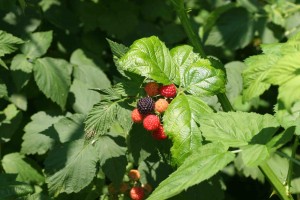 Image of bramble fruit.  Plants produce red or black aggregate fruit composed of a cluster of smaller fruits called drupes.  