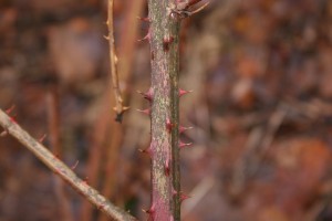 Bramble stems with bristles or prickles.