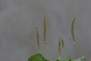 Broadleaf plantain flower on a leafless stalk.  These flowers bear long, dense, cylinder-shaped spikes and fruit resembling a rat tail.  