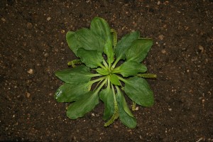 Broadleaf plantain is growing as a low basal rosette, with broad, oval leaves radiating outward from the center at ground level.