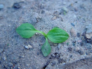 Broadleaf plantain seedling emerging from the soil. The cotyledons are long and spatula shaped.  