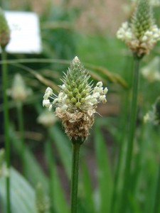Buckhorn plantain flower with a cylinder-shaped spike on a long stalk.