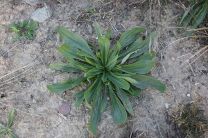 Buckhorn plantain rosette growing in soil.  Leaves are narrow and linear. 