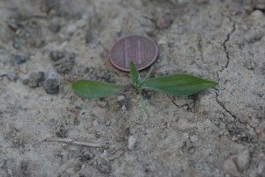 Buckhorn plantain seedling with two narrow cotyledons.