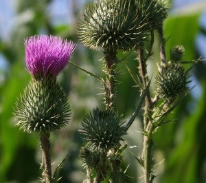 Bull thistle flower is red to purple and one to two inches wide.  They are encircled by spine-tipped bracts.  