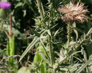Bull thistle leaves that are alternate, lance-shaped with long, stiff spines.  