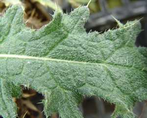 Bull thistle leaf surface with coarse hairs on the upper surface and softer whitish hairs below.  