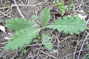 Bull thistle rosette that emerges the first year.