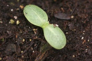 Bull thistle seedling with egg shaped cotyledons. 