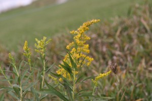 Canada goldenrod flower that is yellow, pyramid shaped, and in a panicle-like cluster.