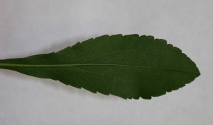 Canada goldenrod leaf close up view of toothed leaf margins. 