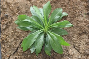 Canada goldenrod rosette with leaves that have toothed margins.
